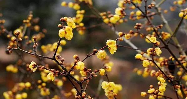 蜡梅在什么季节开放（蜡梅开花时间）