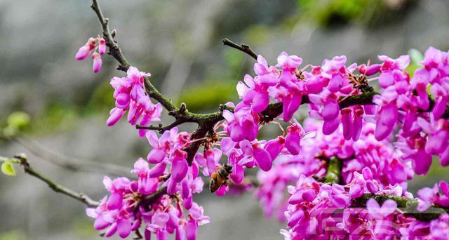 春天什么花开（盘点春天八种最美的花）