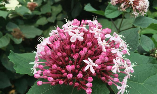 12月开的花有哪些（12月代表性的花介绍）