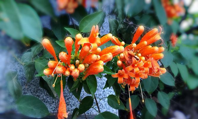 炮仗花怎样种才茂盛（炮仗花的栽培技术要点）