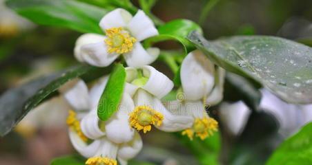 柚子怎样种植与管理（柚子栽培技术要点）