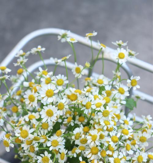 洋甘菊的种植方法是什么（描述洋甘菊栽培技术）