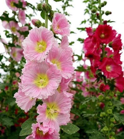 蜀葵几月播种合适（蜀葵种植方法和时间）