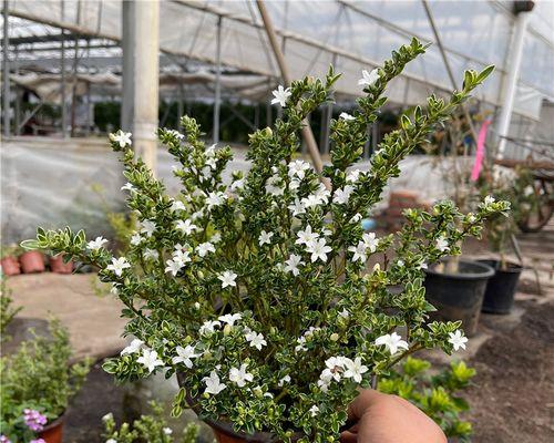 木本植物花卉盆景大全耐寒（室外过冬）