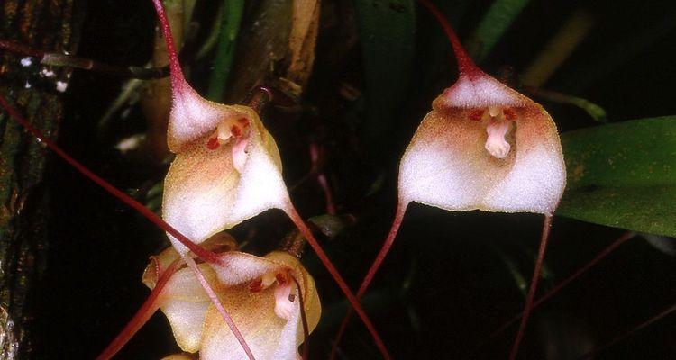 猴面兰花怎么种植（猴面兰花的种植技术）