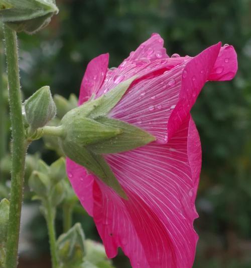 蜀葵几月份播种（蜀葵的种植方法及时间）