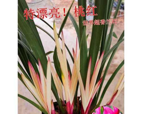 兰花苗买回来怎么种植（兰花种植方法及养护）