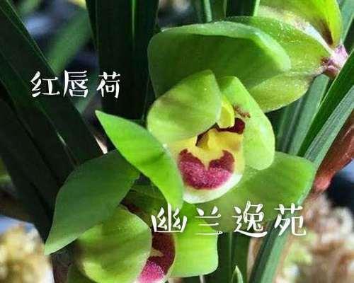 兰花苗买回来怎么种植（兰花种植方法及养护）