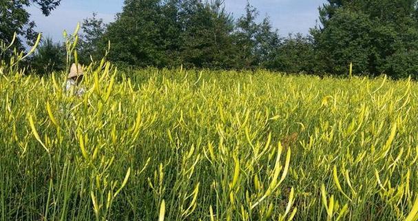 黄花菜怎么繁殖最快（黄花菜的养殖方法讲解）