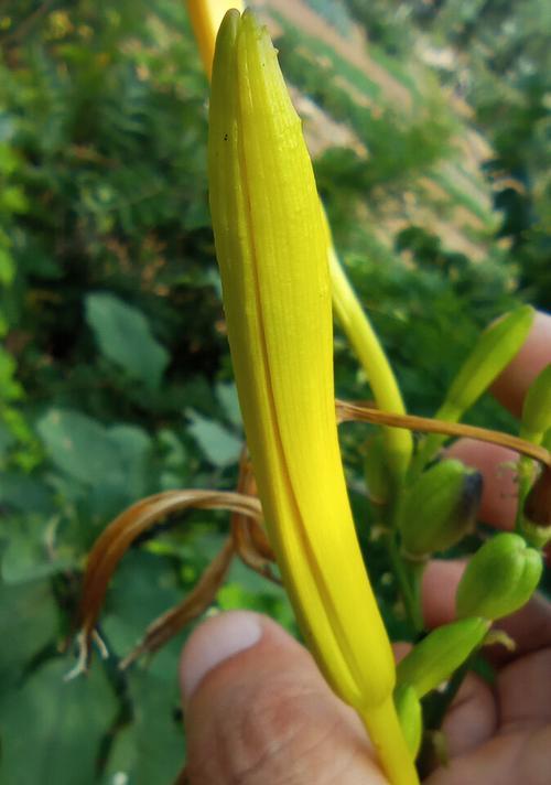 黄花菜怎么繁殖最快（黄花菜的养殖方法讲解）