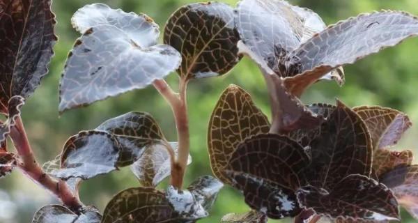 金线莲种植需要什么条件（金线莲的栽培技术要点）