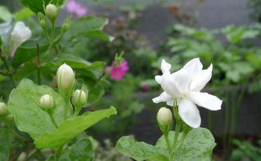 茉莉多久开一次花（有关茉莉花花期简介）