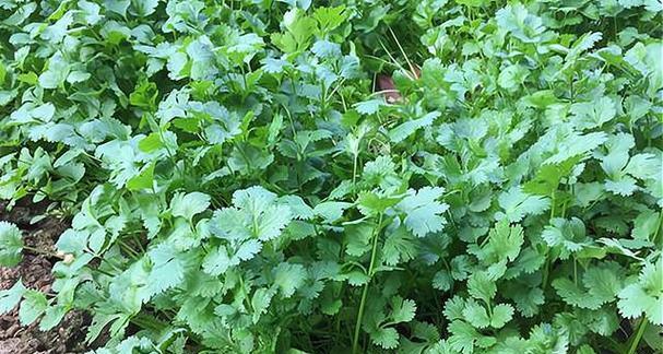 8月份可以种植香菜吗（香菜种植方法与时间）