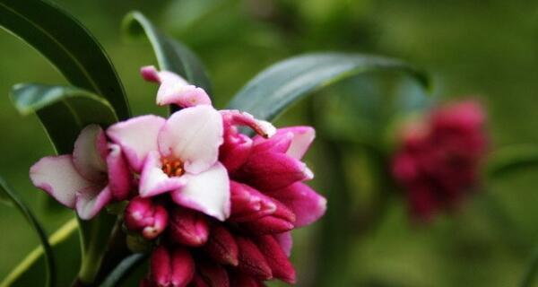 瑞香花的寓意是什么（浅谈瑞香花的花语和象征）