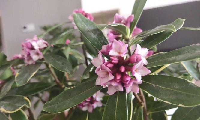 瑞香花的寓意是什么（浅谈瑞香花的花语和象征）