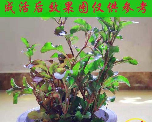 西洋菜怎么种植（西洋菜的种植与管理技术）