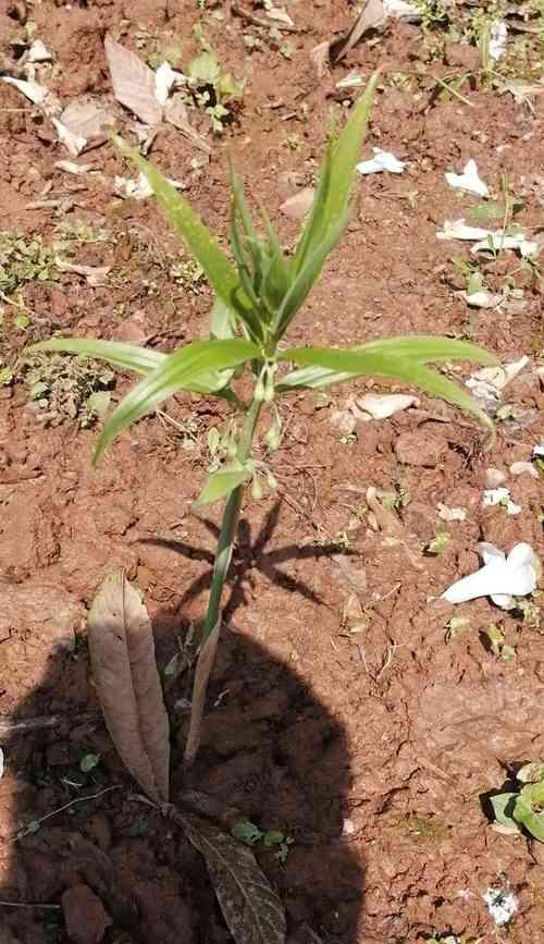 黄精怎样种植（黄精种植技术与栽培管理）