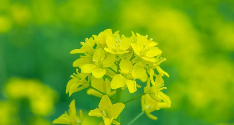 油菜花什么季节开（浅谈油菜花的观赏时间）