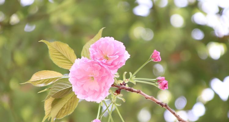 春天有哪些花儿开（春天代表性的花）