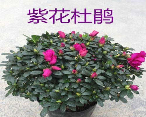 怎样养杜鹃花能多开花（养杜鹃花注意事项）