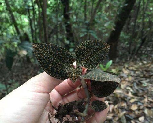 金线莲种植修剪时间和方法（有关金线莲的养护要点）