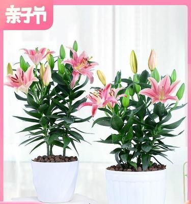 百合花如何繁殖（有关百合的繁殖技术）