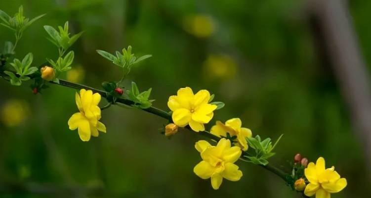 迎春花什么时候开（有关迎春花花期简介）