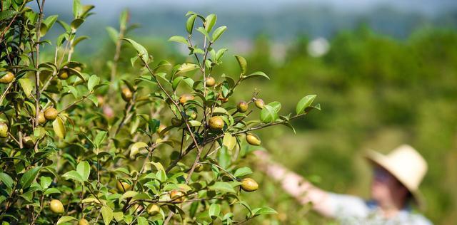 油茶树的种植和管理方法（简述油茶树的栽培要点）