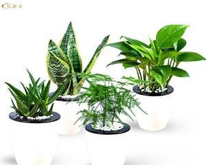 家里养的绿植有哪些（盘点八种适合室内养的植物）