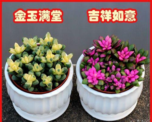 室内盆栽什么植物养（适合长期放在室内的植物）