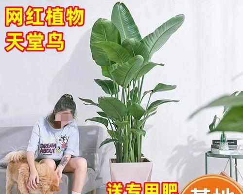 天堂鸟植物怎么养（天堂鸟的养殖方法和注意事项）