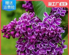 丁香花如何种植（丁香花的栽培及养护）