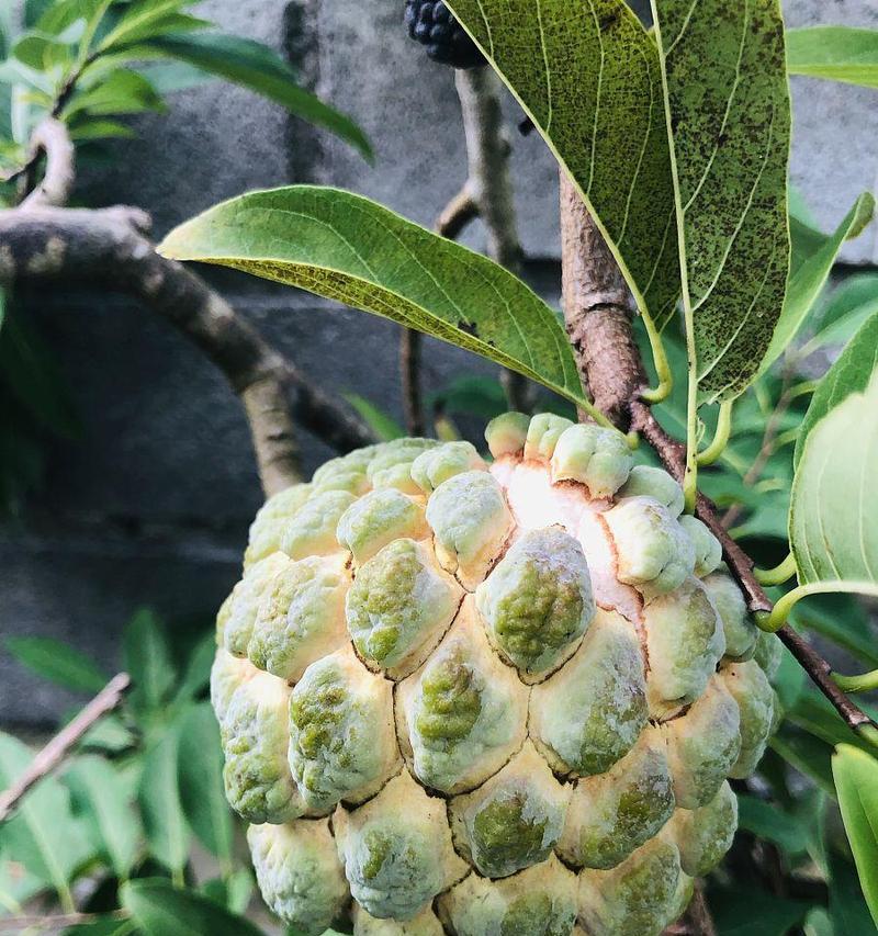 番荔枝适合什么地方种植（番荔枝种植条件和环境）