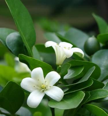 七里香花怎么种植（七里香花的栽培技术）