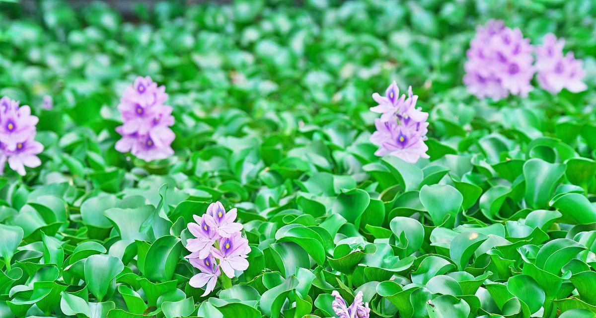 水葫芦怎么种植（水葫芦的养殖方法和注意事项）