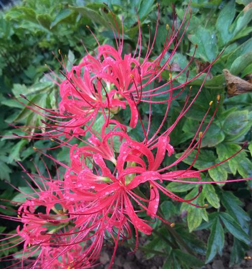 彼岸花什么时候种（彼岸花的种植方法和时间）