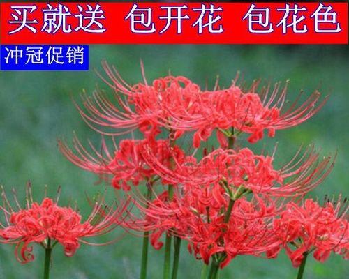 彼岸花什么时候种（彼岸花的种植方法和时间）