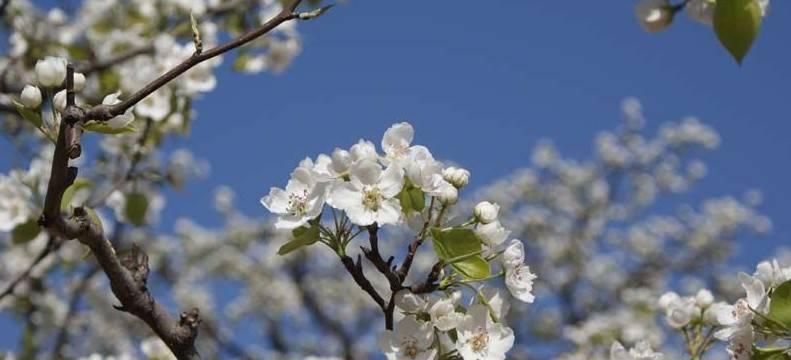 梨花什么时候开（有关梨花的花期介绍）