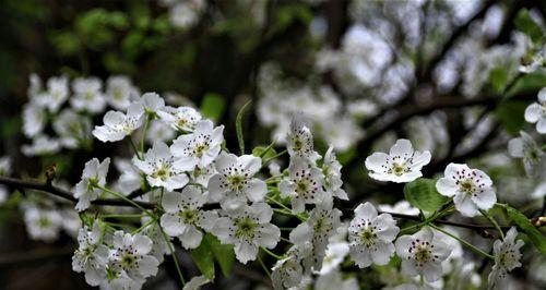 梨花什么时候开（有关梨花的花期介绍）