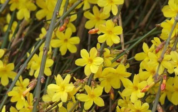 迎春花何时开花（观赏迎春花花期简介）