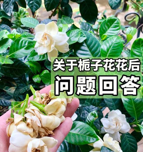 栀子花怎么修剪（栀子花修剪方法图解）