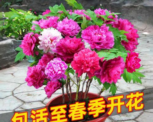 盆栽牡丹花怎么养（牡丹花种植方法讲解）