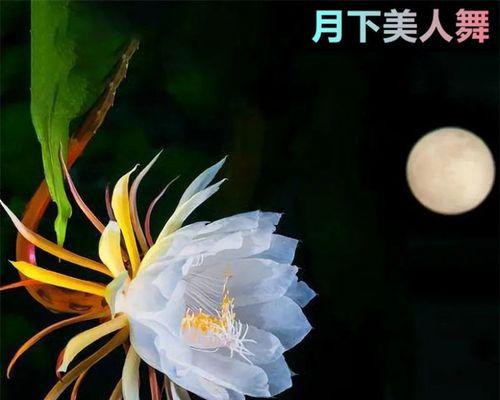 昙花怎么养殖（昙花的栽培技术要点）