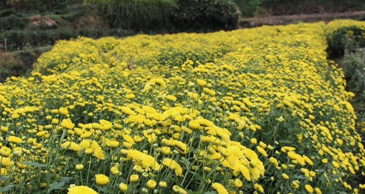 菊花什么时候播种（菊花播种时间和方法）