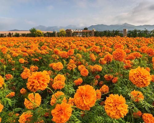 菊花什么时候播种（菊花播种时间和方法）