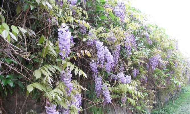 藤本植物有哪些（关于爬藤植物的特点）