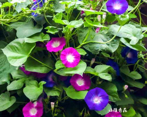 牵牛花种子什么时候种（牵牛花种植方法和时间）