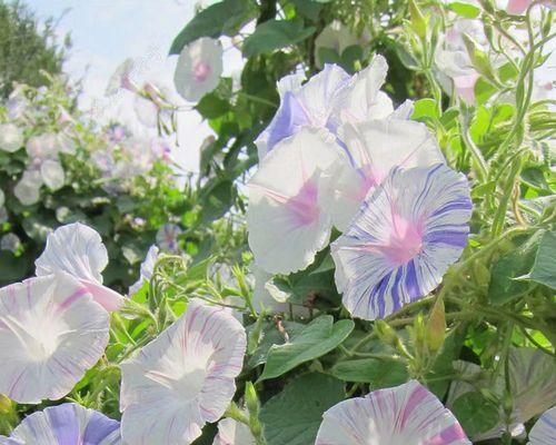 牵牛花种子什么时候种（牵牛花种植方法和时间）