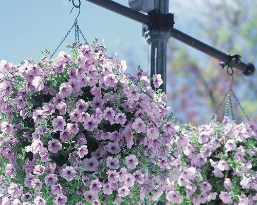 牵牛花种子什么时候种（牵牛花种植方法和时间）