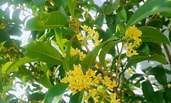 桂花树几月份开花（有关桂花树开花季节）